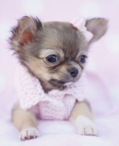 Long Haired Chihuahua - I'm not for dressing dogs, but this is just too cute for words.
