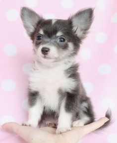 Long Haired Chihuahua Puppy