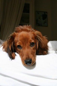 Long-haired Dachshund Puppy