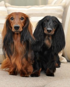 Long haired dachshunds, beautiful!