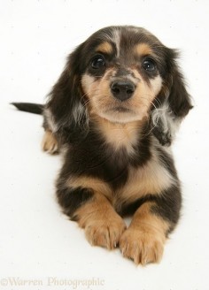 long haired dapple dachshund | WP10433 Silver Dapple Miniature Long-haired Dachshund pup.
