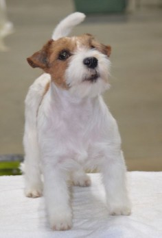 long haired jack russell terrier puppies for sale in kent - Google Search