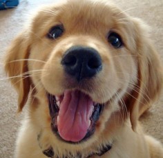 Look at that puppy smile!!! I adore this photo! ♥ {Puppy} {Pet} {Dog} {Golden Retriever} {Animal}
