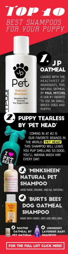 Looking For The Best Shampoo For Your Morkie / Yorkie / Maltese Or Any Other Small Puppy Breed? Here Are The Top 10 Best Shampoos For Your Dog! | The Morkie Guide