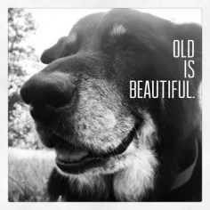 Looking to adopt a pet? Give an old dog a great life. You'll be thankful for it.