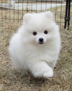 looks just like the first pet I remember having. her name was Angel. She was an American Spitz.