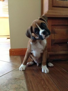 looks like a boxer puppy