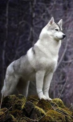 Looks like a malamute, husky, wolf hybrid. I want this dog so bad!!!
