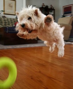 looks more like an attacking Westie! ... Flying Westie - how can you not smile at this?