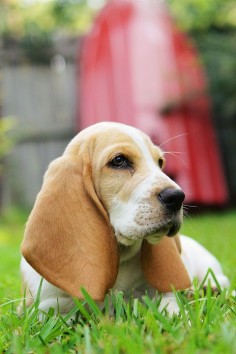 Louie the Basset Hound Puppy. Sometimes I just want to snuggle with a puppy.
