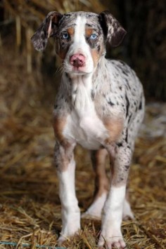 Louisiana #Catahoula #Leopard #Dog is a beautiful dog with amazing coat and eyes. Read about this hunting dog breed here!