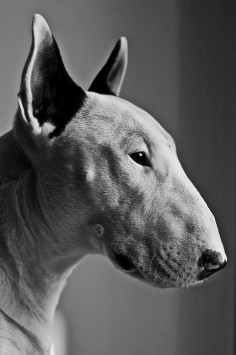 Love a Bull terrier! I want more