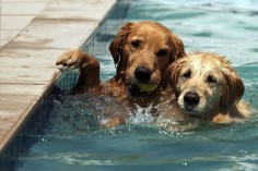 Love a swimming dog!