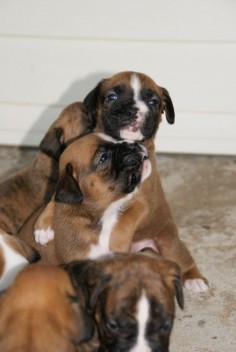 Love me some boxer pups!!