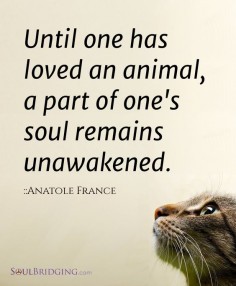 Love of Animals >> “Until one has loved an animal, a part of one's soul remains unawakened.” - Anatole France #quotes #animal #love