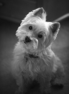Love that Westie look. My first dog was called Babie, a West Highland White.