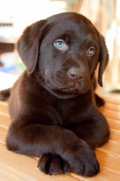 love the expression in this little Labrador's  his blue eyes!