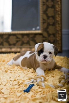 Love the milk chocolate patches on this adorable baby bullie. #cute #dogs #puppies #bulldog #English #pets #animals