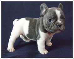 Love this baby Frenchie!