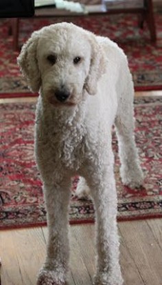 Love this poodle's haircut. This is how I would want ours if we got one.