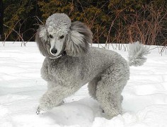 Lovely silver standard poodle!