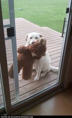 Loves His Bear • dog dogs puppy puppies cute doggy doggies adorable funny fun silly photography