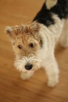 Lucy by Witty Girl, via Flickr. Wire fox terrier.