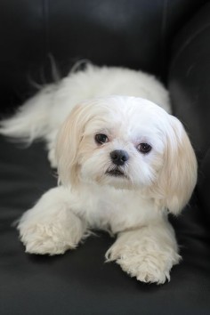 Maia - my Shih tzu and trusted companion. She will listen, love unconditionally, play, and never turn away.