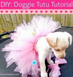 Make your pet their very own Tutu!  I never thought in a million years I would be a pet parent that would dress their fur baby in a Doggie Tutu and other outfits! As soon as I took one look at my puppy’s sweet face I knew I wanted to adopt her. She has quickly…