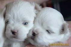 Maltese newborn puppies