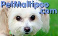 Maltipoo Facts | Everything You Want to Know About the Maltipoo Dog