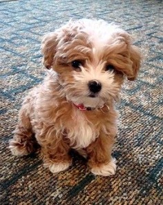 Maltipoo. Oh my gosh! It's so cute and fluffy I'm gonna die! But seriously, I think I found my future dog.