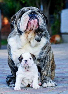 Mama and so adorable baby bulldog. ♥