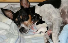 Mama Rat Terrier with Baby