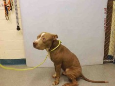 Manhattan Center BABY – A1078869 **DOH HOLD 06/26/16** MALE, BROWN / WHITE, PIT BULL, 2 yrs STRAY – EVALUATE, HOLD FOR DOH-B Reason BITEANIMAL Intake condition UNSPECIFIE Intake Date 06/25/2016, From NY 10468, DueOut Date 07/05/2016