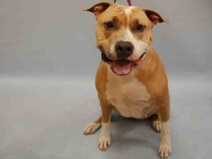 Manhattan Center My name is LAYLA. My Animal ID # is A1049899. I am a female tan and white american staff mix. The shelter thinks I am about 2 YEARS old. I came in the shelter as a STRAY on 08/31/2015 from NY 10461, owner surrender reason stated was ABANDON.
