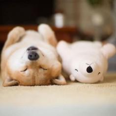 Maru the Shiba Inu Prefers to Sleep With His Stuffed Polar Bear - Neatorama