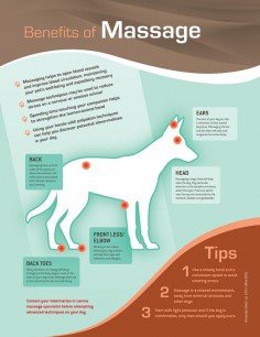 massage your dog