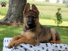 Master, German Shepherd puppy for sale in Paradise, Pa
