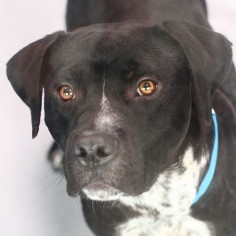 *MEATBALL - ID#A728426  Shelter staff named me MEATBALL.  I am a male, black and white Pit Bull Terrier.  The shelter staff think I am about 1 year and 7 months old.  I have been at the shelter since Jul 15, 2013.