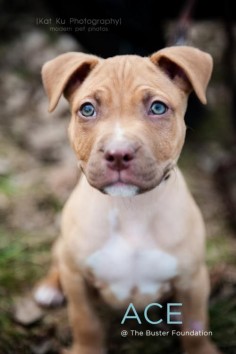Meet Ace, an adoptable Pit Bull Terrier Dog in Belleville, MI