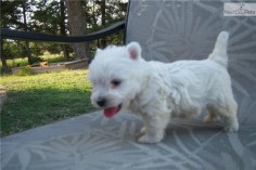 Meet BELLA a cute West Highland White Terrier - Westie puppy for sale for $700. BELLA