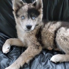 "Meet Dany, a 9 week old Pomsky (Pomeranian-Husky Cross)