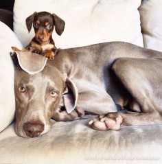 Meet Indiana and Harlow, Instagram’s dynamic doggie duo.