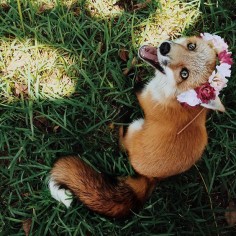 Meet Juniper, The Pet Fox Who’s Basically An Orange Dog | Bored Panda