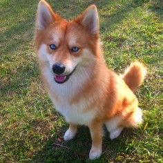 Meet Mya, a dog who looks exactly like a little fox.