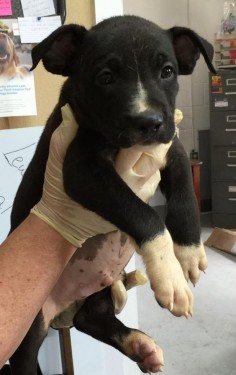 Meet Pibble Puppies, a Petfinder adoptable Pit Bull Terrier Dog | Lewisburg, TN | These Pit Bull Terrier pups were born at the shelter and will be ready for their new homes 