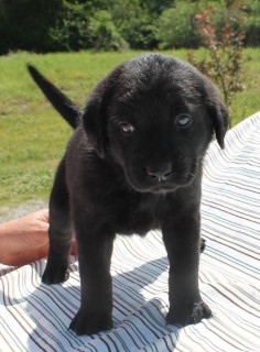 Meet Roxie 20218 a Petfinder adoptable Black Labrador Retriever Dog | Prattville, AL | Roxie is a 7-week-old Black Lab. She is solid black and one of the smaller puppies in her 