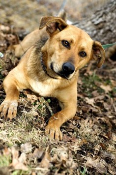 Meet Scooby a Petfinder adoptable Shepherd Dog | Pomeroy, OH | Shelter hours are between 8:30-11:00am, Monday through Saturday. Please call us at 740-992-3779,...