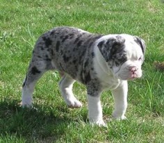 Merle Alapaha Bulldog - Bing Images